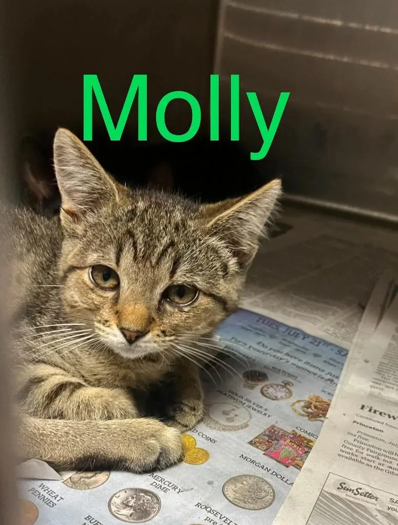 A baby small-sized female Domestic Short Hair cat named Molly for adoption in Princeton, IN