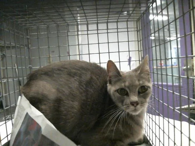 A young small-sized female Domestic Short Hair cat named Twinkie for adoption in Houston, TX