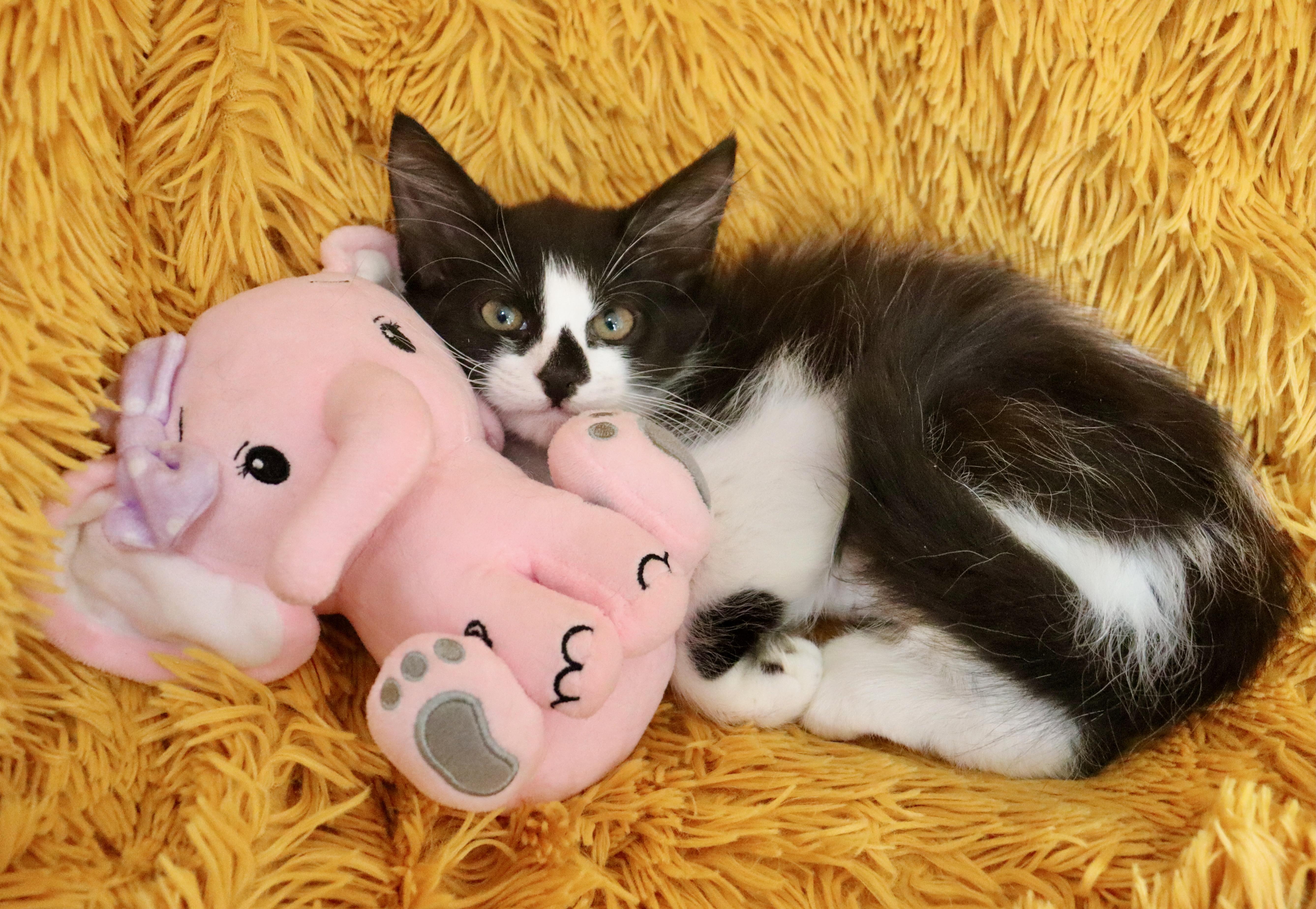 A baby medium-sized female Black & White / Tuxedo Turkish Angora cat named Bella for adoption in Saint Augustine, FL