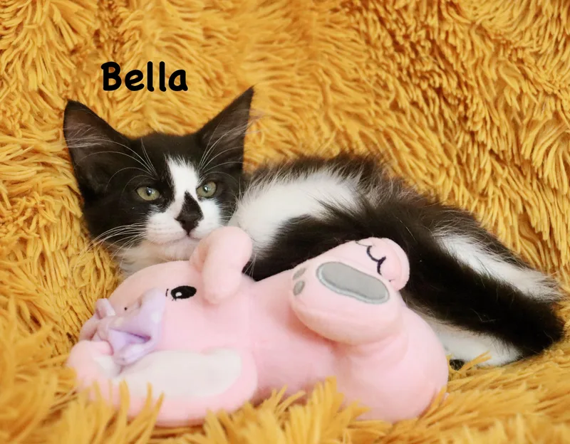 Bella thumbnail 4