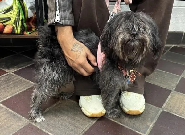 An adult small-sized female Mixed Breed dog named Celine for adoption in New York, NY