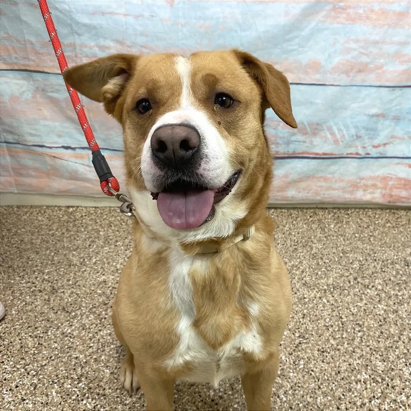 Winnie The Pooch thumbnail 2