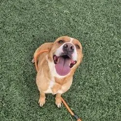 Winnie The Pooch thumbnail 3