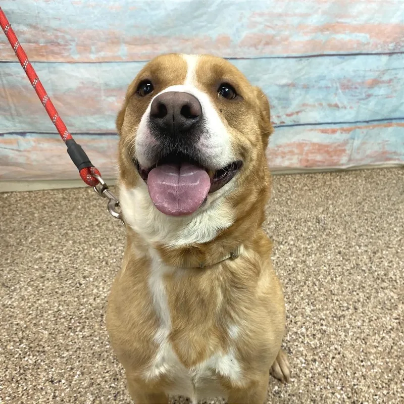 Winnie The Pooch thumbnail 4