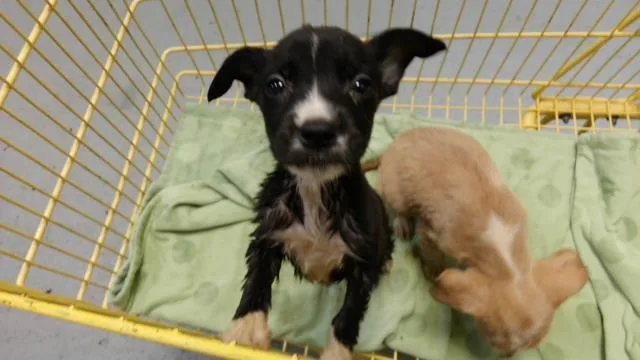 A baby small-sized female Pit Bull Terrier dog named Mouse for adoption in Tulsa, OK