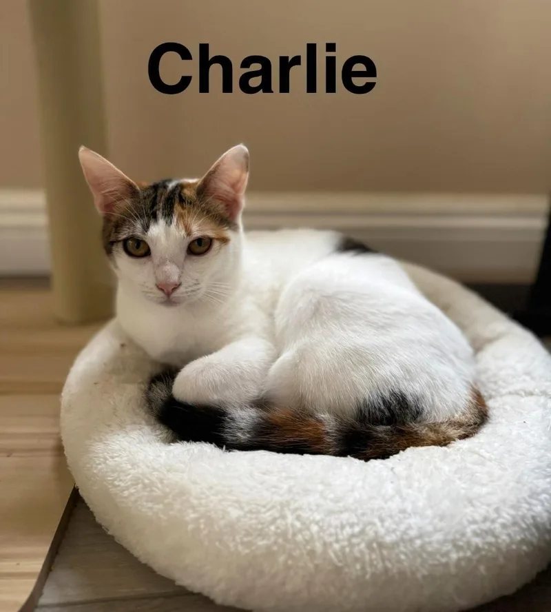 A young medium-sized female Calico cat named Charlie for adoption in Mission Viejo, CA