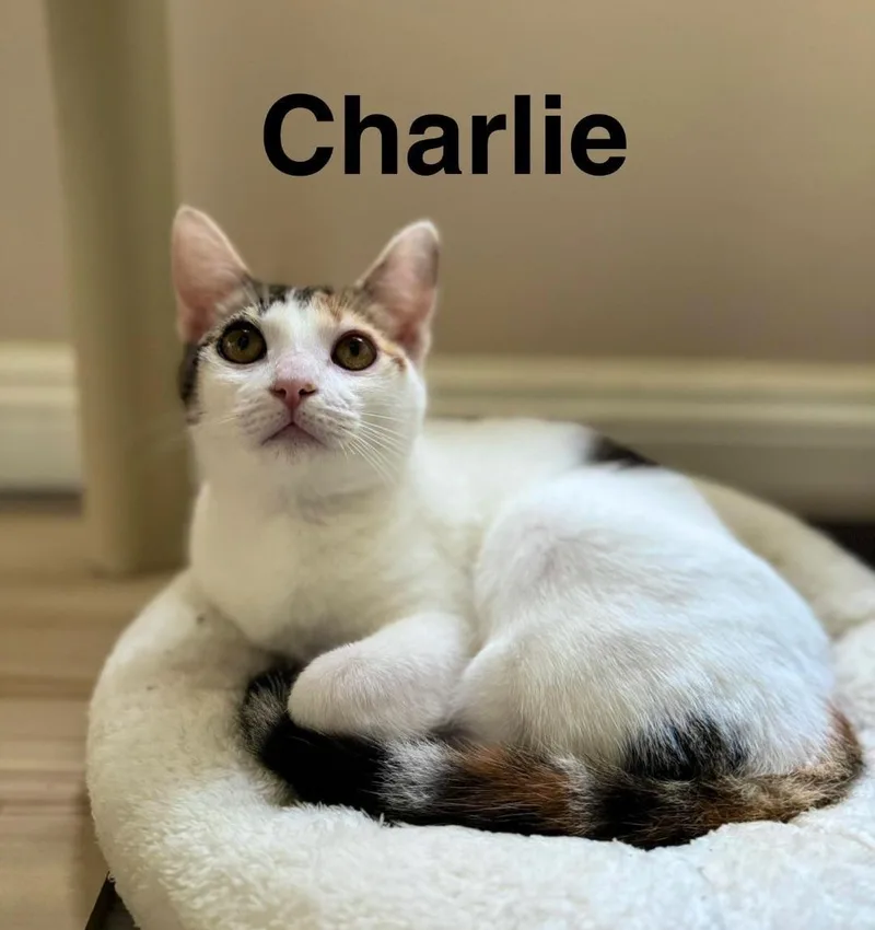 Charlie thumbnail 3