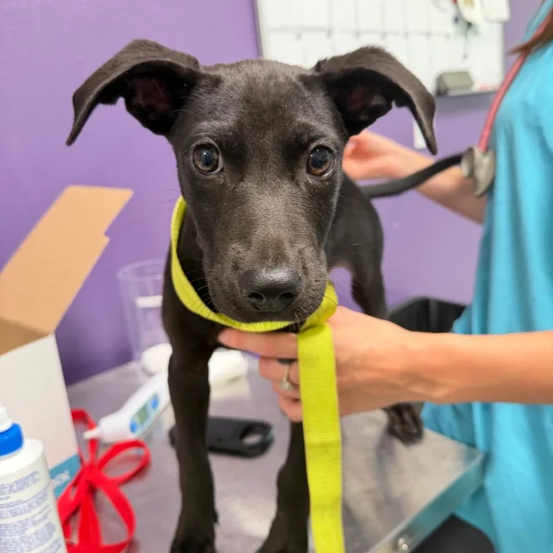 A baby medium-sized male Black Mixed Breed dog named Pacer for adoption in Englewood, FL