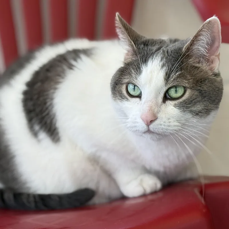 Emma Lou thumbnail 4