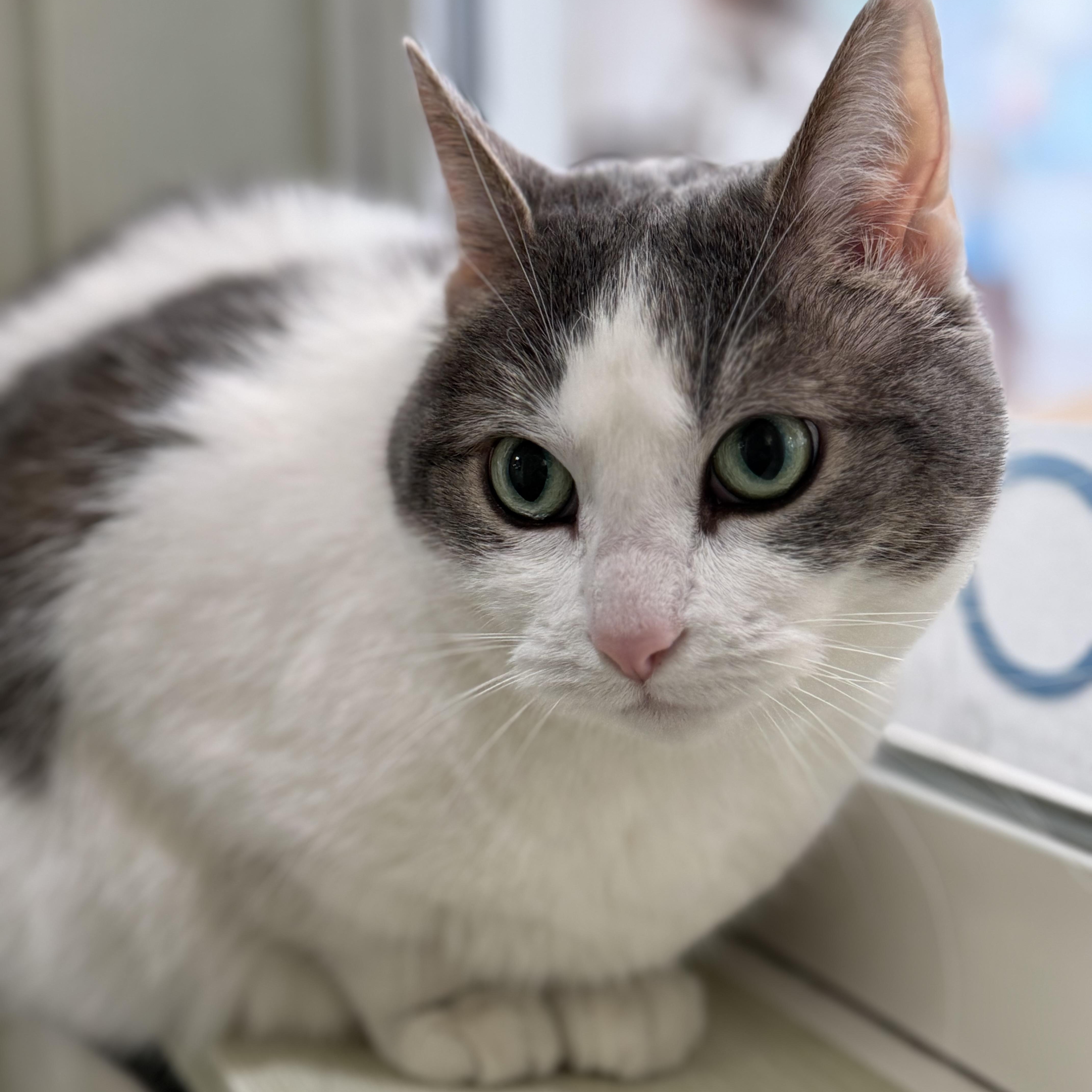 Emma Lou thumbnail 5