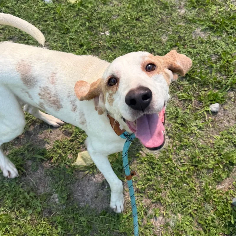 An adult medium-sized male Red / Chestnut / Orange Mixed Breed dog named Grady for adoption in Naples, FL