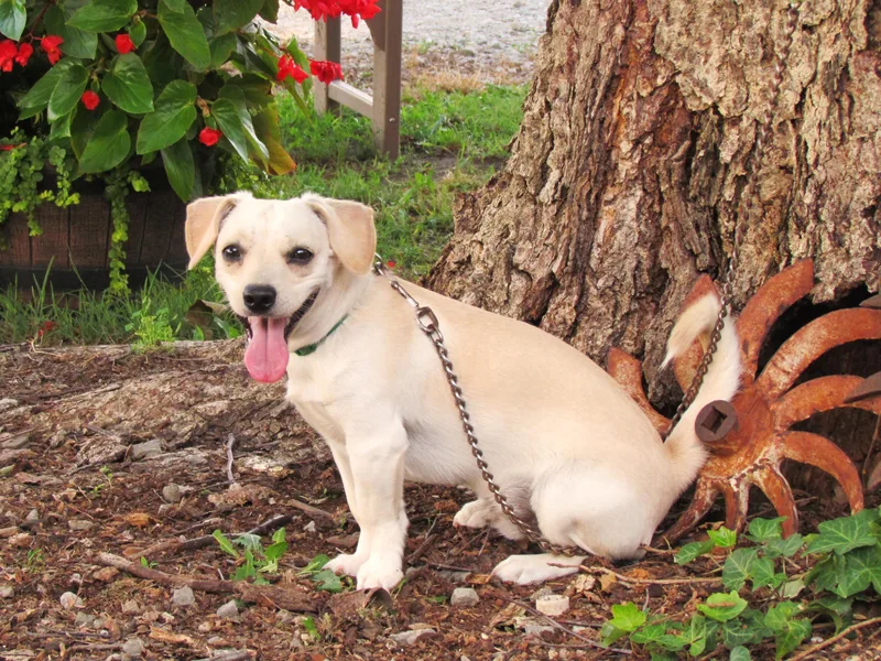A young small-sized male White / Cream Dachshund dog named Lotto for adoption in Humboldt, TN