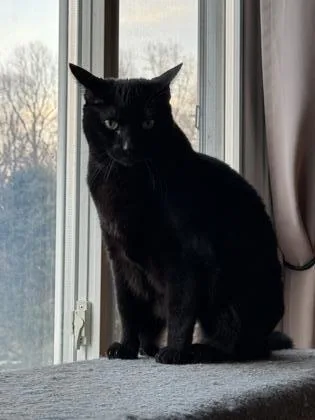 A senior medium-sized male Domestic Short Hair cat named Jingle for adoption in Port Republic, MD