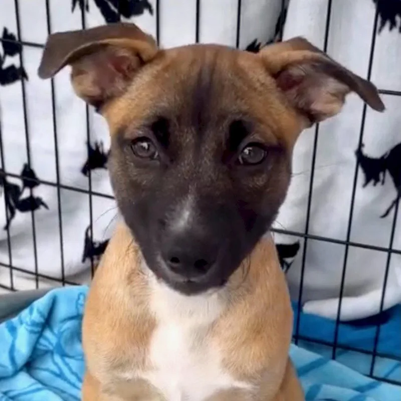 A baby medium-sized male Labrador Retriever dog named Jack for adoption in San Juan Capistrano, CA