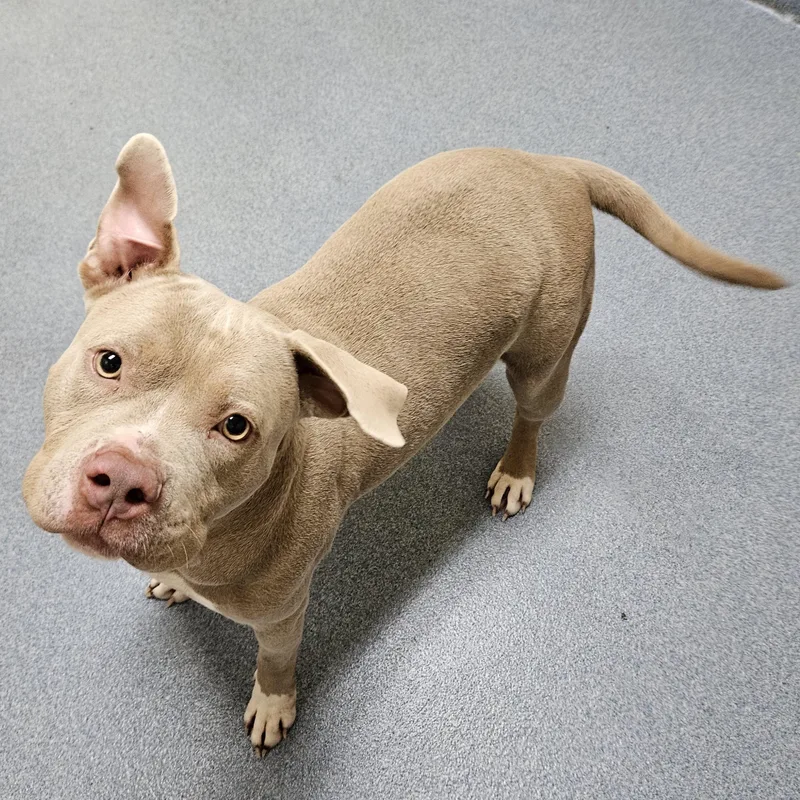 An adult medium-sized female Yellow / Tan / Blond / Fawn Pit Bull Terrier dog named Thicc Bunkus for adoption in Suffolk, VA