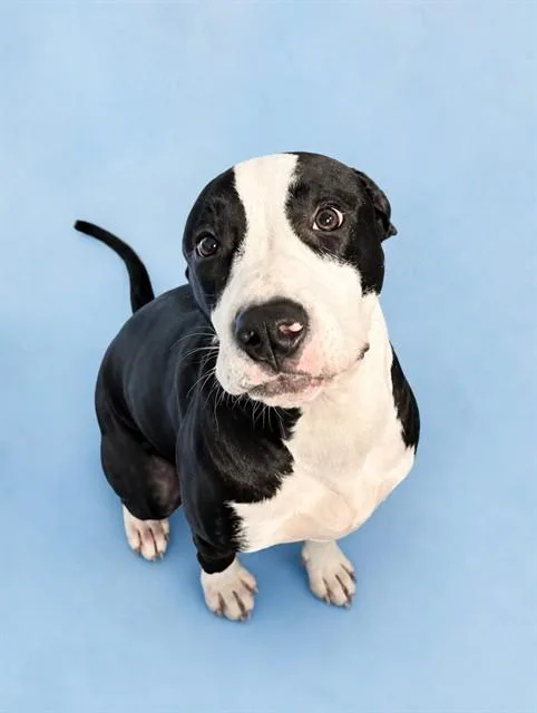 A young small-sized male Pit Bull Terrier dog named Duke for adoption in Westminster, MD