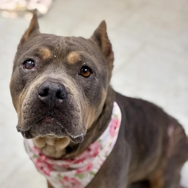 An adult medium-sized female Gray / Blue / Silver American Staffordshire Terrier dog named Quinn for adoption in Sacramento, CA