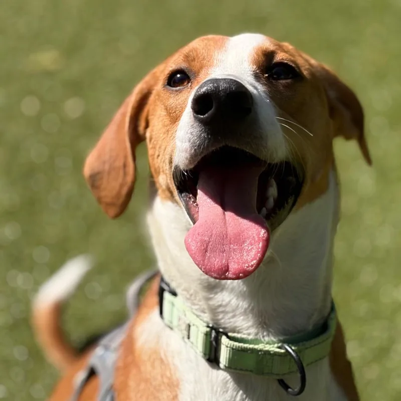 An adult medium-sized male Brown / Chocolate Hound dog named Cooper for adoption in Providence, RI