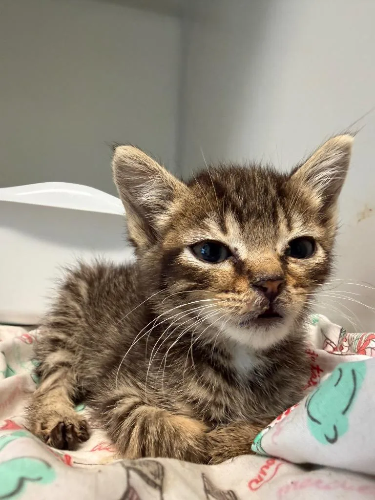 A baby medium-sized female Domestic Short Hair cat named Tiramisu for adoption in Pomona, NY