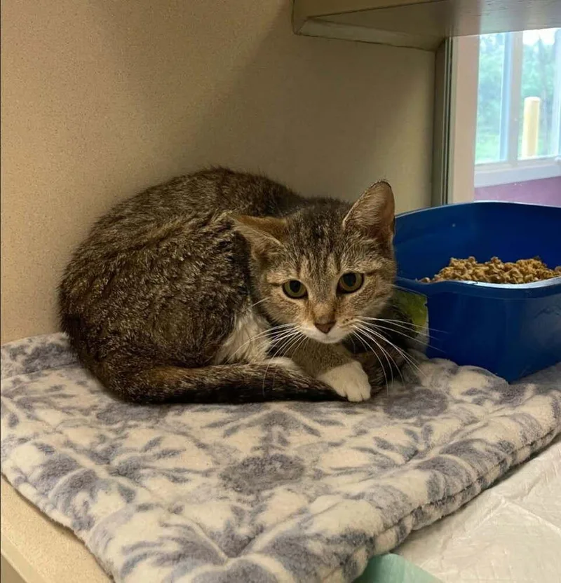 A young medium-sized female Torbie Domestic Short Hair cat named Jess for adoption in Mansfield, OH