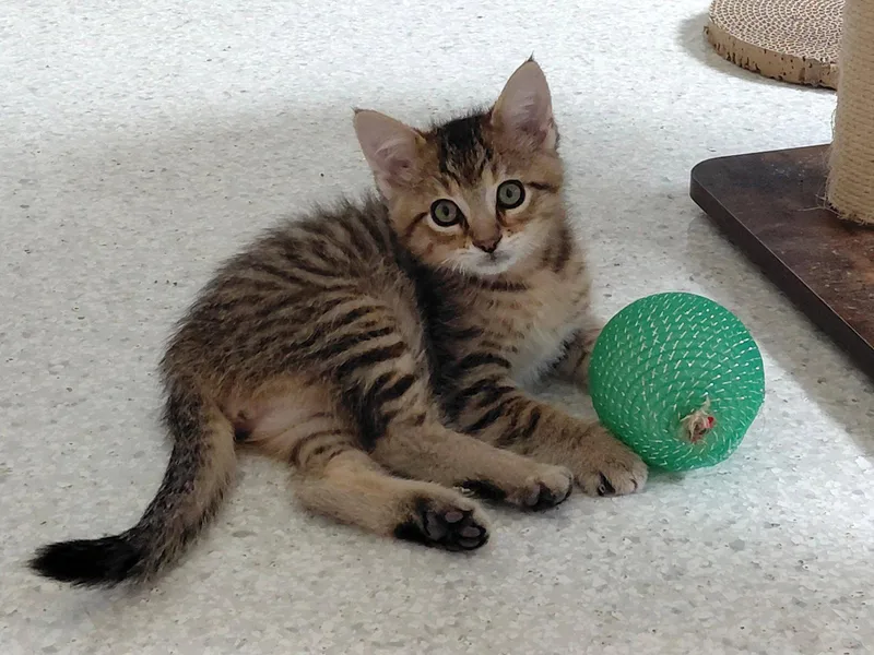 A baby medium-sized male Domestic Short Hair cat named Cyril for adoption in Montello, WI