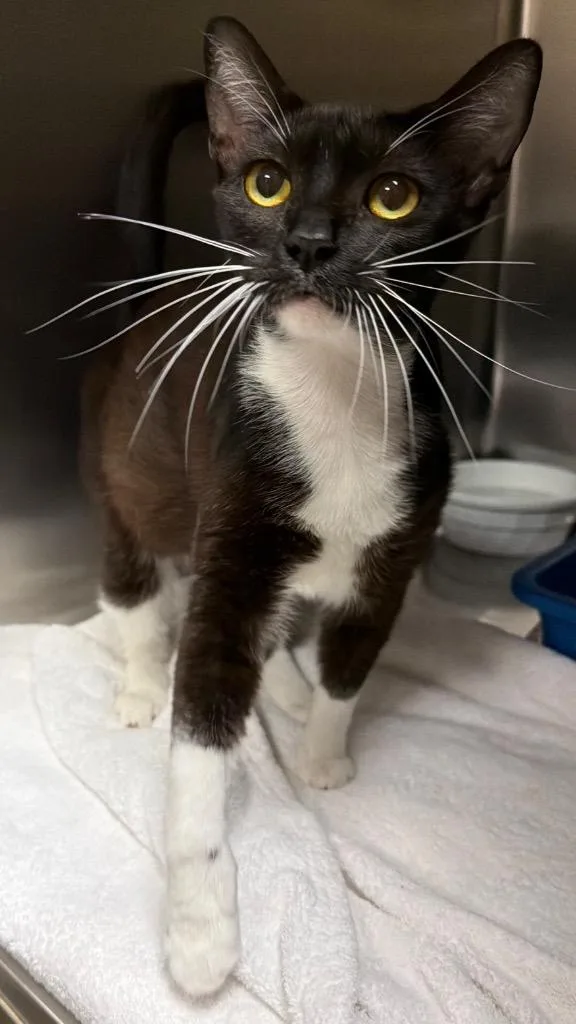A young small-sized female Domestic Short Hair cat named Lilac for adoption in Ocala, FL