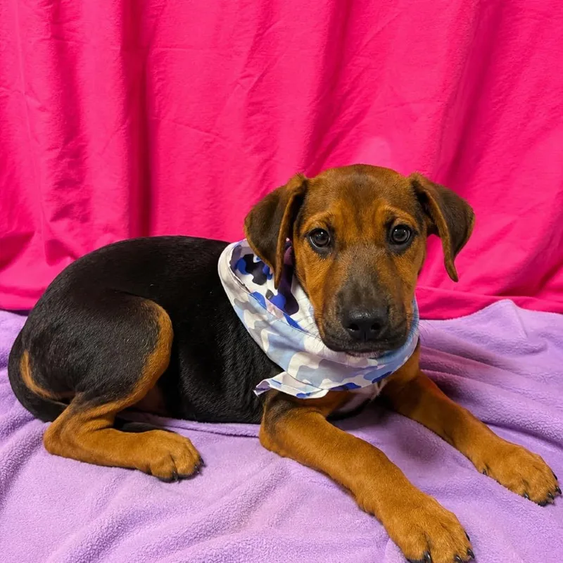 A baby medium-sized male Black Terrier dog named Georgie Porgie for adoption in Hattiesburg, MS