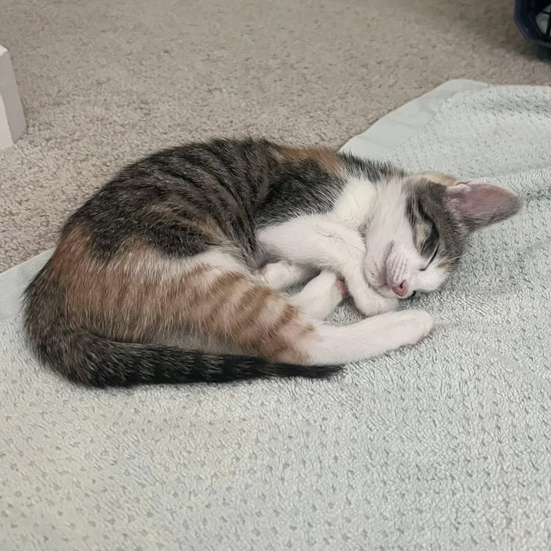 A baby medium-sized female Torbie Domestic Short Hair cat named Cayenne for adoption in Queen Creek, AZ
