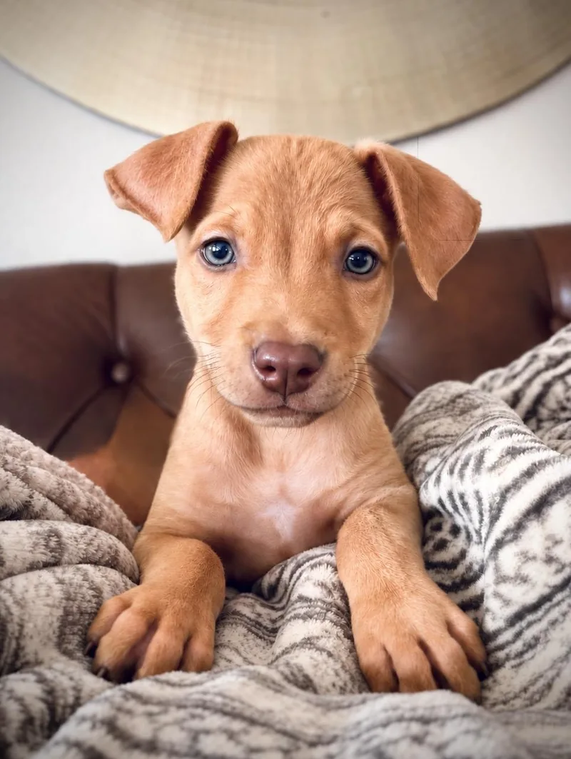 A baby medium-sized male Mixed Breed dog named Kenny for adoption in Oakland, CA