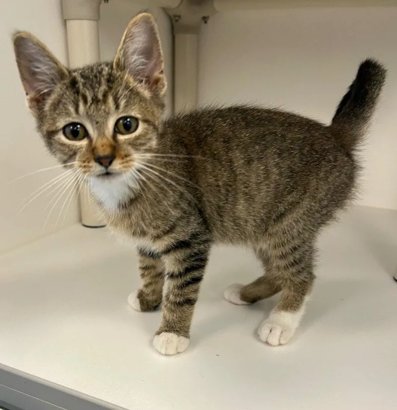 A baby medium-sized male Domestic Short Hair cat named 26-430 for adoption in Tarboro, NC