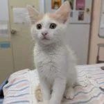 A baby medium-sized male Domestic Short Hair cat named Lake for adoption in Green Valley, AZ