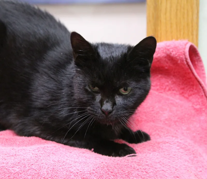 A young medium-sized female Domestic Short Hair cat named Ariel for adoption in Portage, WI