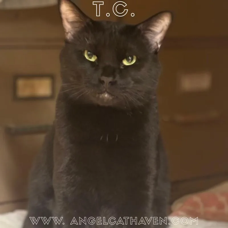An adult medium-sized male Black Domestic Short Hair cat named T.c. for adoption in Plainville, MA