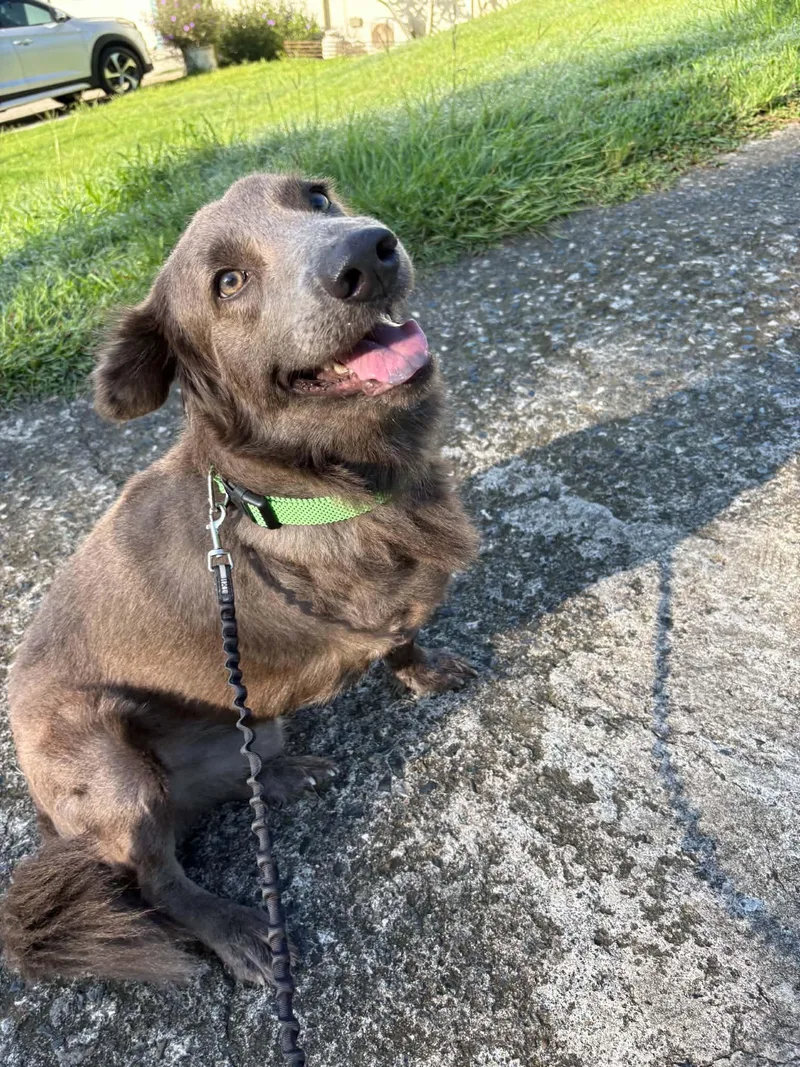 A young medium-sized male Mixed Breed dog named Cooper for adoption in Rincon, PR