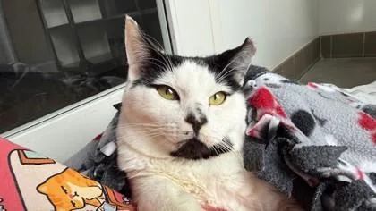 An adult medium-sized male Domestic Short Hair cat named Vinny for adoption in Sultan, WA