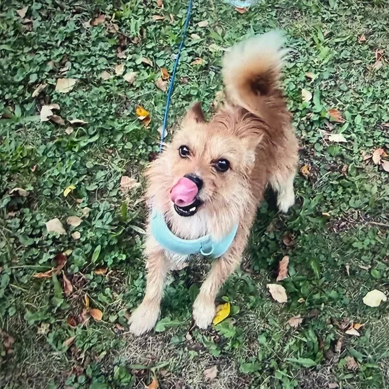 An adult small-sized male Brown / Chocolate Yorkshire Terrier dog named Foxxy Boy for adoption in Normal, IL