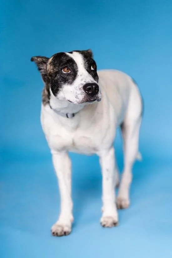 An adult medium-sized female White / Cream Terrier dog named Tilly for adoption in Pegram, TN