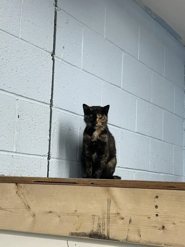 Quesadilla thumbnail 2