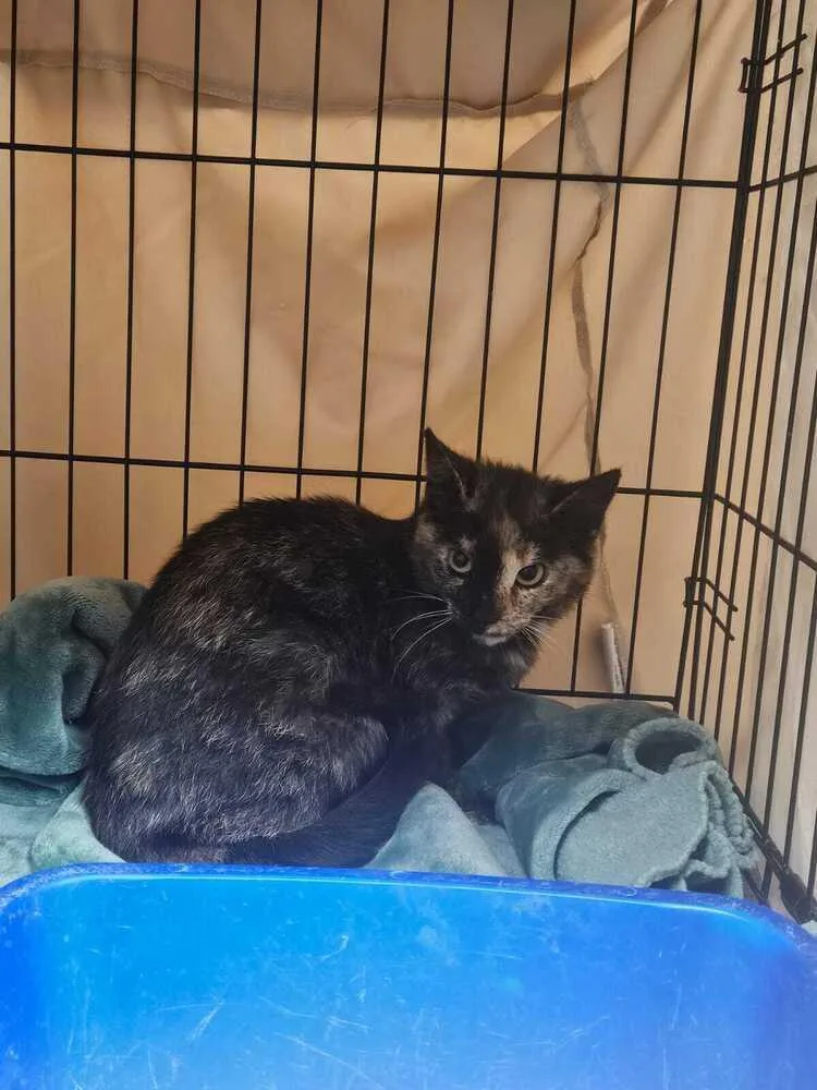 Quesadilla thumbnail 3