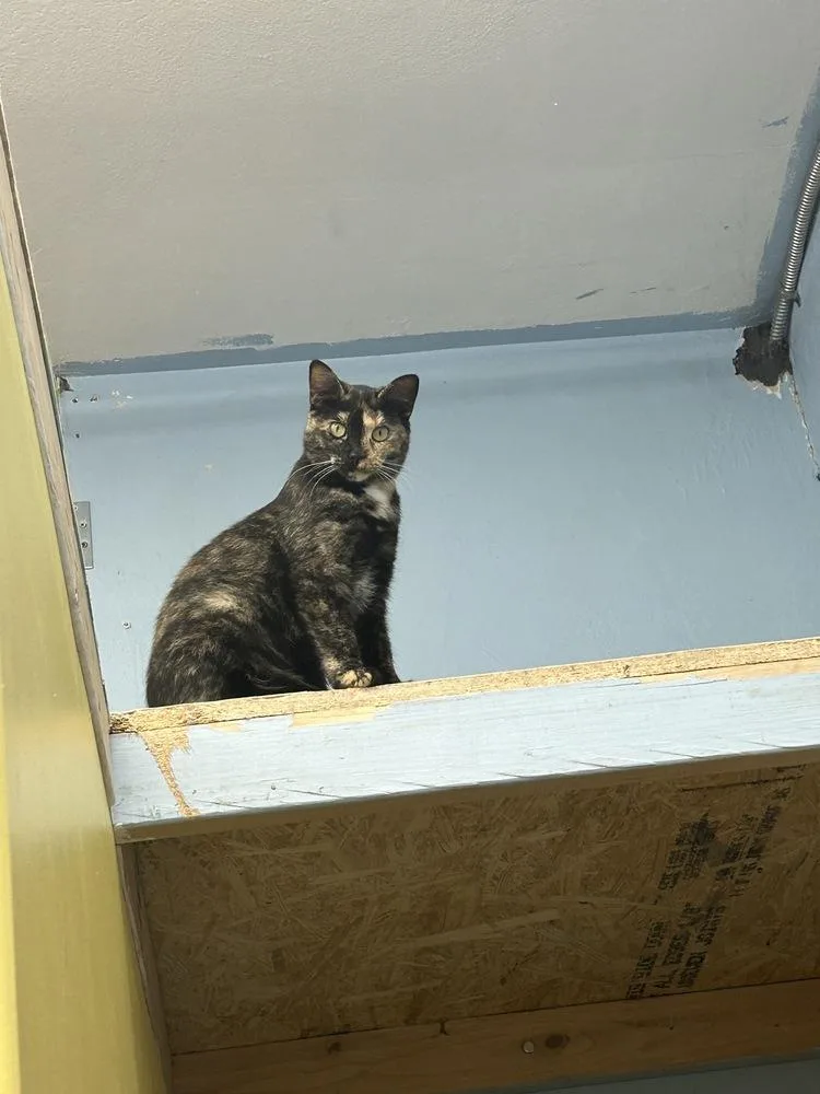 Quesadilla thumbnail 4