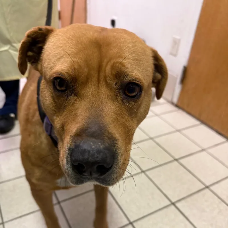 Chartreuse thumbnail 2