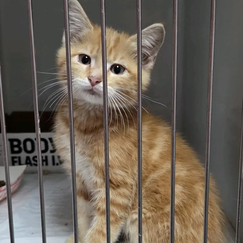 A baby small-sized male Orange / Red Domestic Short Hair cat named Axel for adoption in Branson, MO