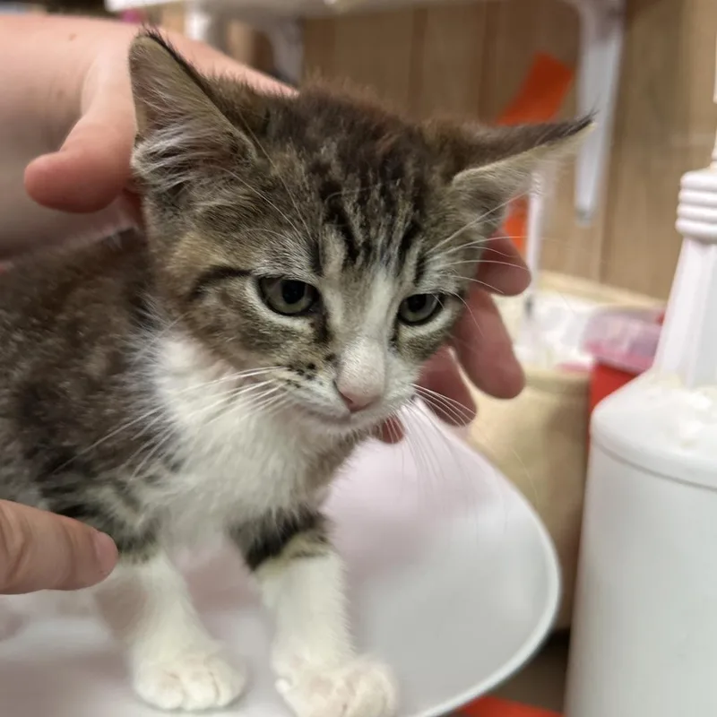 A baby small-sized male Brown / Chocolate Domestic Short Hair cat named Bugs for adoption in Leander, TX
