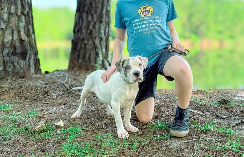 A baby medium-sized male Pit Bull Terrier dog named SubZero for adoption in Macon, GA