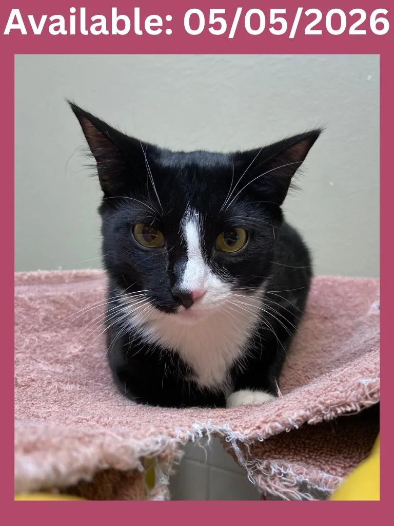 A young medium-sized female Domestic Short Hair cat named Cat Display Raven for adoption in Greenville, TX