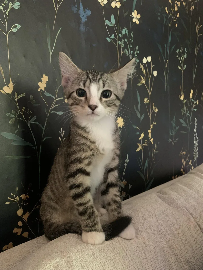 A young medium-sized male American Shorthair cat named Roman Burki for adoption in Eureka, MO