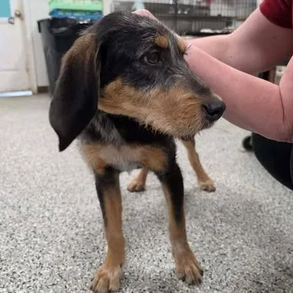 A young medium-sized male Black Mixed Breed dog named Metz for adoption in Fredericksburg, VA