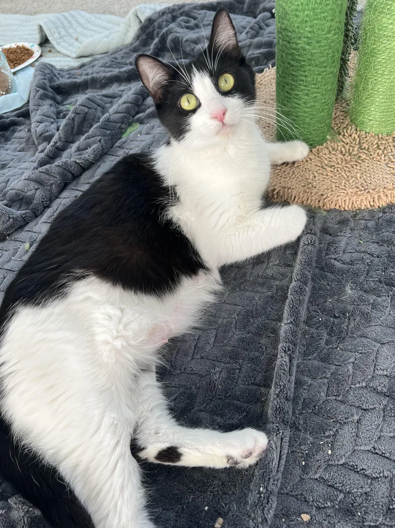 A young medium-sized female Black & White / Tuxedo Domestic Short Hair cat named Mama Chef for adoption in Fresno, CA