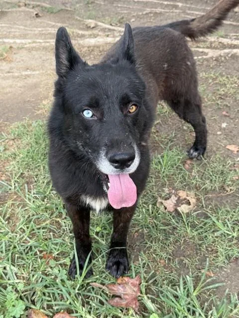 A young large-sized male Shepherd dog named Timber for adoption in Riverside, CA