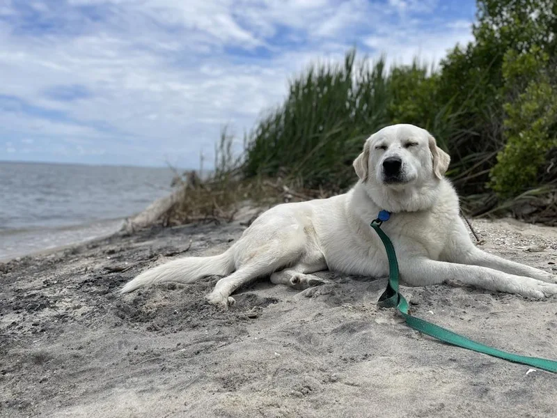 A young large-sized male Great Pyrenees dog named Burrito for adoption in Greenbelt, MD